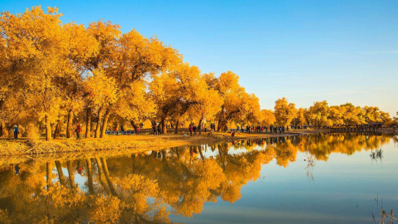[Departing from Kashgar] Jinhu Yanglin National Forest Park day tour: waterside populus euphratica · southern Xinjiang autumn scenery