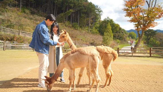 YangyangTours