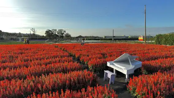 Taichung Zhongshe Flower Market + Miyahara Ophthalmology + Gaomei Wetlands day tour [departing from Taipei Ximen] with free ice cream