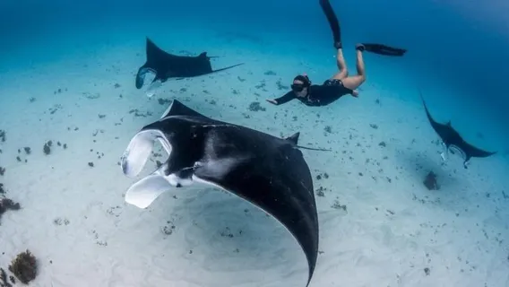 Nusa Penida: Lặn biển ngắm san hô tại 3-4 điểm đẹp nhất với ảnh chụp dưới nước