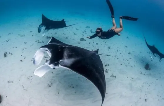 珀尼達島：於3-4個最佳浮潛地點暢玩並拍攝水底照片