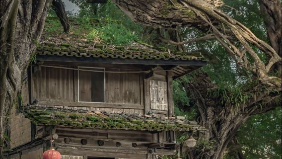 南靖田螺坑土樓群+雲水謠古鎮景區一日遊