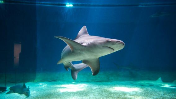 Sea Pass: Aquarium of Genoa & Galata Museum Entry Ticket + Harbor Boat Tour
