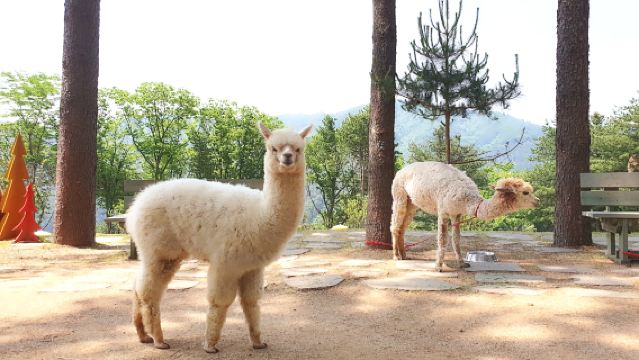Однодневная частная экскурсия в мир альпак на частном самолете.