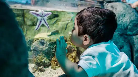 Helsinki: Sea Life Entrance Tickets