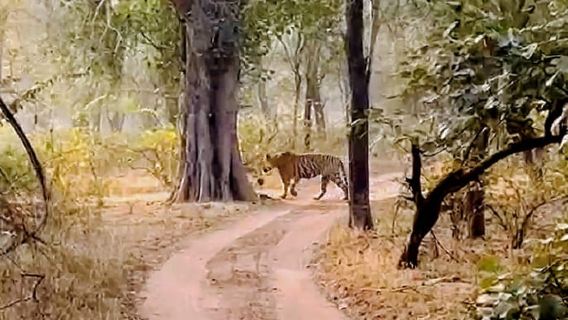 Excursión de un día a Sariska: emocionante safari de tigres con desayuno