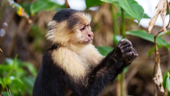 Tour combinato epico a Cahuita: snorkeling tra le barriere coralline ed escursione con la fauna selvatica