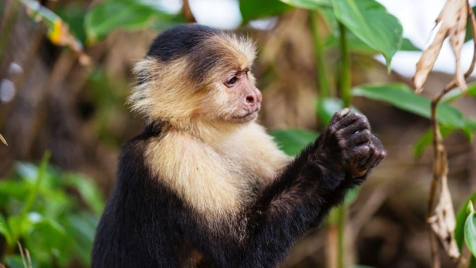 Tur Kombo Cahuita yang Epik: Snorkeling di Terumbu Karang & Mendaki Bersama Satwa Liar
