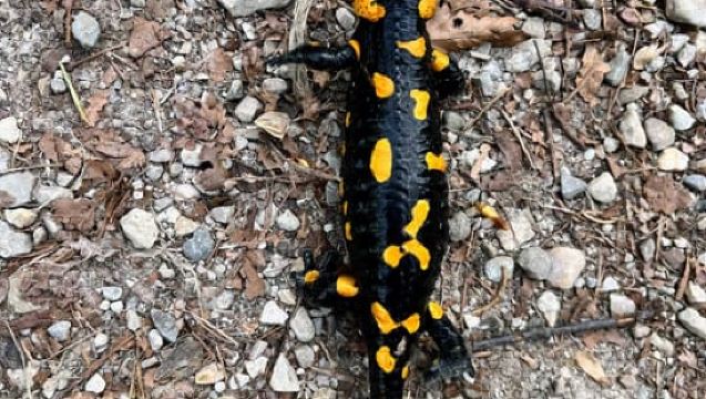 Bad Goisern: Caving & Scenic Hiking Adventure