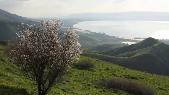 From Tel Aviv: Magdala, Mount of Beatitudes, and Cana Tour