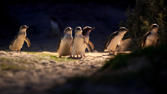 Tour di un giorno all'Isola di Phillip in Australia + Parco Faunistico Moonlit Sanctuary + Nobbies