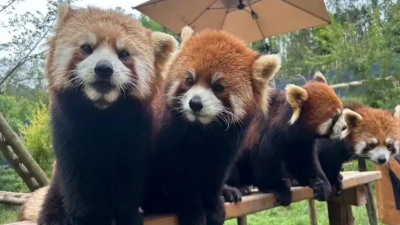 Private Exklusive Gruppenführung durch das Panda-Tal: [Genießen Sie mehrsprachige Zeit in privater Atmosphäre und tauchen Sie ein in die Geheimnisse der Pandas]