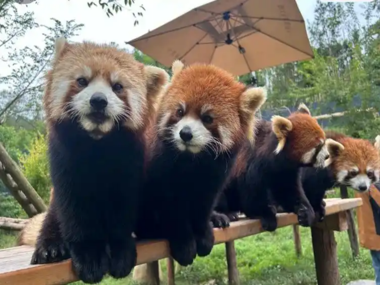 Pandatal Exklusive Gruppenführung mit privatem Erlebnis [Mehrsprachig, private Zeit, tiefgehende Entdeckung der Panda-Geheimnisse]