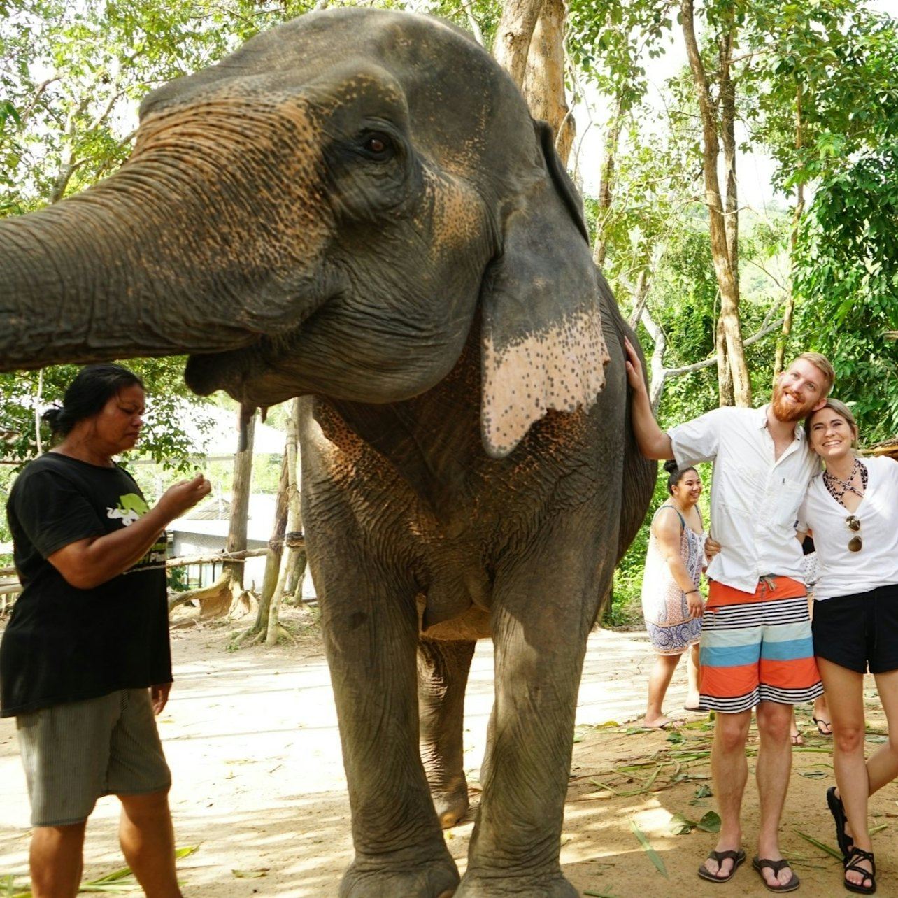 Elephant Retirement Park Phuket: programma di cura degli elefanti + trasferimenti + pranzo