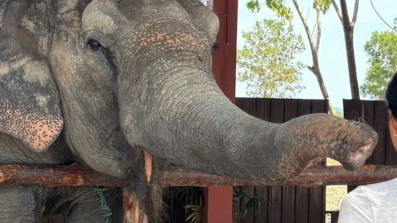 Reserva de Elefantes Freedom Phuket: Entrada + Experiencia de Alimentación