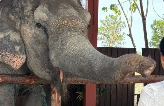 布吉自由大象保護區:入場+餵飼體驗