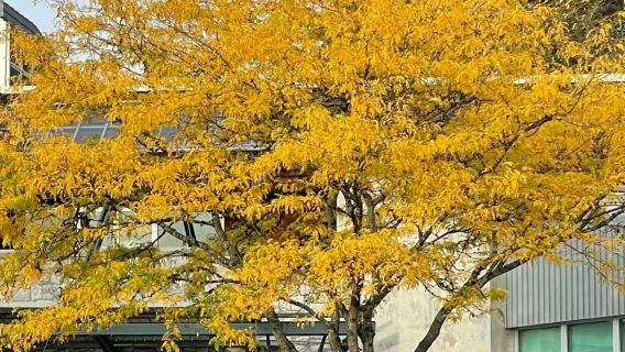 加拿大溫哥華：史丹利公園—加拿大廣場—煤氣鎮休閒一日遊