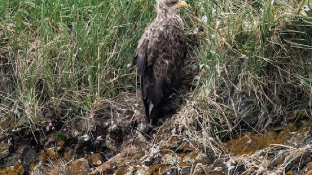 스티키스홀미르(Stykkishólmur): 퍼핀 및 야생동물 보트 투어