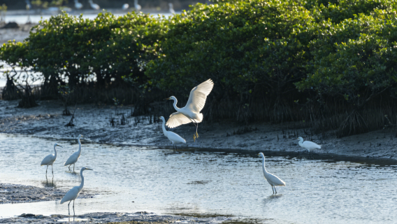Yanzhou-Insel + Schwarze Felsenküste + Beobachtungsplattform der Doppelmondbucht + Pinghai Altstadt