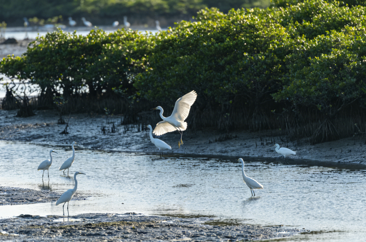 เสี่ยวเซี่ยผู่แห่งกวางตุ้ง + เมืองโบราณกลางทะเล! หาดมุมไบดํา หาดซวงเย่ว์หวาน ผิงไห่ ฮุ่ยโจว สุดยอดสถานที่เที่ยวยังไม่เป็นที่รู้จัก