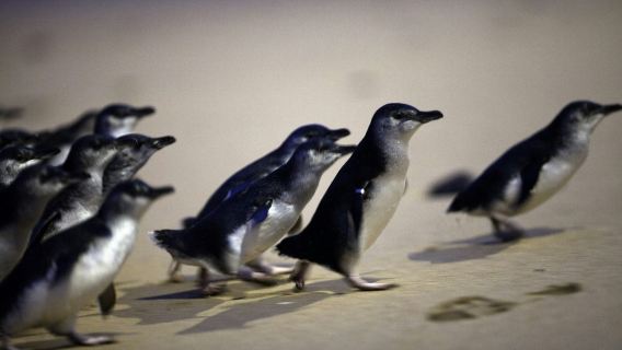 Phillip Island Penguin Parade + Puffing Billy Railway 1-day tour with city transfers