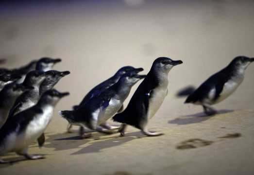 Phillip Island Penguin Parade & Puffing Billy Railway Day Tour [Round-Trip from City] AUD 248.89