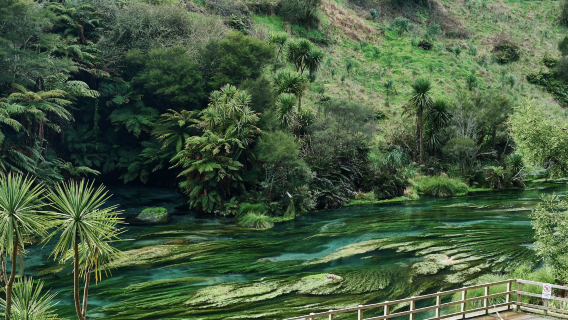 紐西蘭奧克蘭-愛歌頓農場-羅托魯瓦【中文專車-愜意舒適】