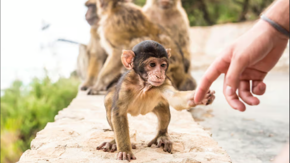 Gibraltar + Upper Rock National Park one-day tour in Spain [Seville Round Round-trip English Tour]