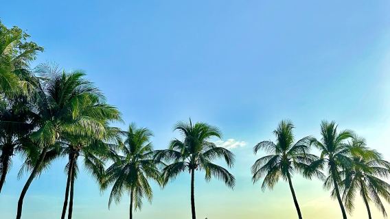 中國海南椰夢長廊+熱帶天堂森林公園+免稅店來回【包車遊】