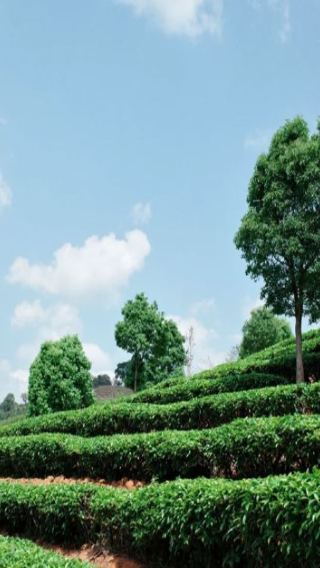 【純玩私家團不拼陌生人】普洱銀生茶莊園+咖啡莊園一日遊