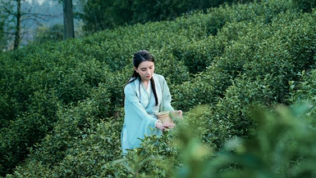 安吉尋夢桃花源【沉浸體驗組合】白茶採茶炒茶&非遺手工&挖筍體驗+漢服遊園打卡