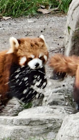 Shanghai Wild Animal Park Private Group Day Tour: Family Adventure + Flexible Departure Time!
