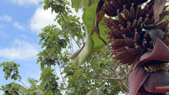Teneriffa: Bananenplantagen- & Weingut-Tour + Weinverkostung