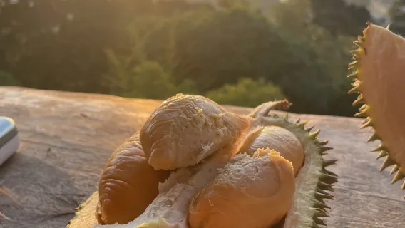 Penangin Kukkulan hissi + Kek Lok Si -temppeli + Balik Pulau Durian -viljelyalueen päiväretki [kiina/englanti-kielinen kuljettaja-opas]