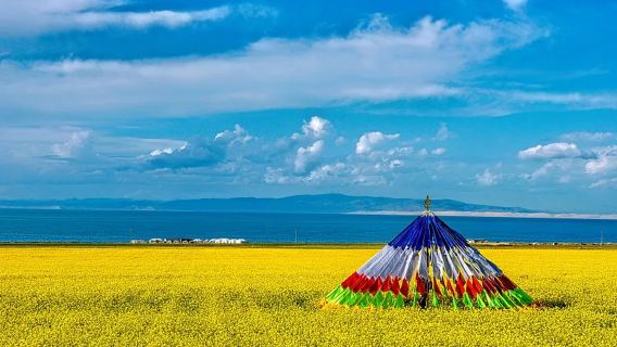Qinghai Lake & Golden Silver Grassland One-Day Tour | Optional Stop at Chaka Salt Lake | Private VIP Car or Shared Group Tours Available