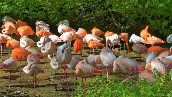 Munich pergi-balik lawatan sewa peribadi keluarga - Zoo - Taman Inggeris - Dunia BMW Bahasa Cina