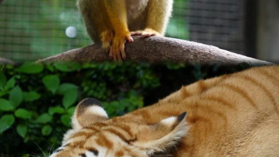 Lawatan sehari Lanna Elephant: Berjalan-jalan dengan gajah + memberi makan gajah + memandikan gajah + Zoo Malam