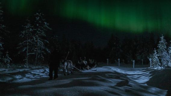Rovaniemi: 2km Aurora Reindeer Safari Through the Forest