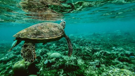 Mirissa: Sea Turtle Conservation Experience with Snorkeling