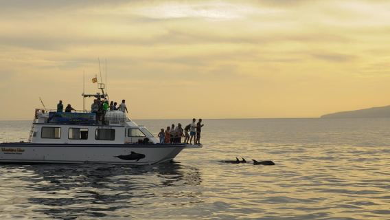 Los Gigantes: Whale or Dolphin Watching Sightseeing Tour and Swim in Masca