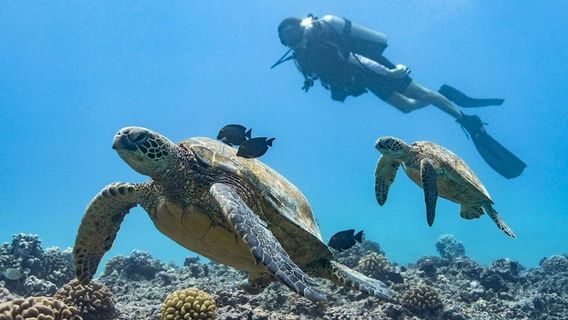 HonoluluExperiences