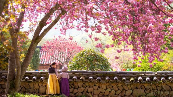  Blueline Park Sky Capsule + Chasing Cherry Blossom & Spring Flowers One Day Tour (From Busan, 2 Random Spots, Spring Special)