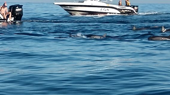 Mauritius Speedboating Chasing Dolphins + Casela Zoo one-day tour/ Pier Meeting / Hotel Pickup