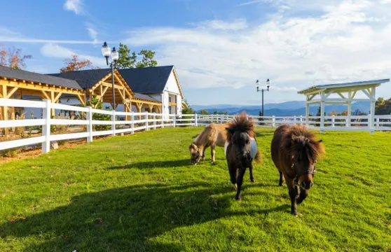 Skyland Ranch：入場門票+空中吊椅 (Skyrides) 觀光體驗成人