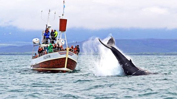 HusavikExperiences