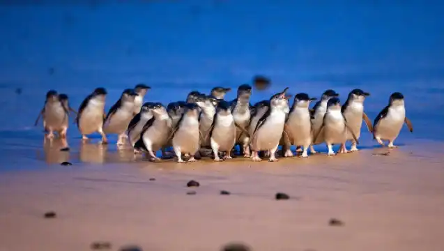 Phillip Island Penguin Parade Small Group Eco Tour from Melbourne