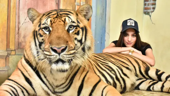 Phuket Tiger Kingdom [Interazione con le tigri|Trasferimento in auto privata con solo andata dall'hotel