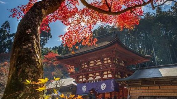 日本大阪+和歌山+三段壁+白良濱一日遊/行程可調-可客製多日