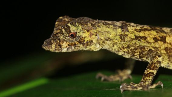 Esperienza notturna al vulcano Arenal in Costa Rica (tour di gruppo/prenotazione per 1 persona)