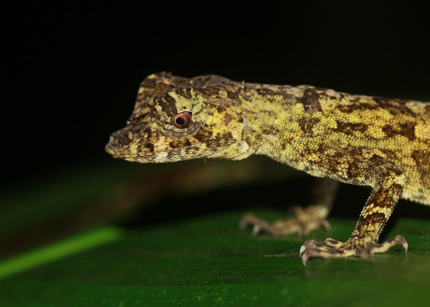 Costa Rica Arenal Volcano Night Tour Experience (Group Tour/Bookable for 1 Person)